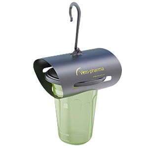 val Aziatische hoornaar